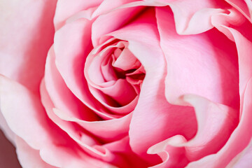 Rose flower bed with pink petals close-up, top view