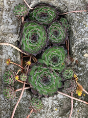 landscape design, Semperv&iacute;vum