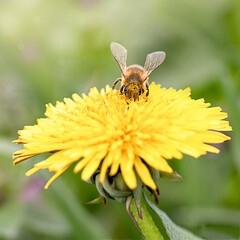 Close-up of a honey bee collecting pollen on a flowering dandelion against a green background