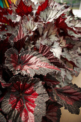 Flower arrangement, bouquet, Heuchera
