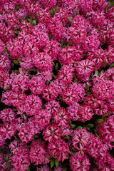 Flower arrangement, bouquet, flowers background