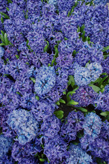 Flower arrangement, bouquet, flowers background