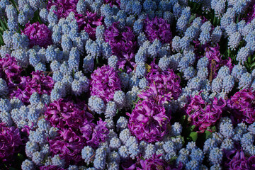 Flower arrangement, bouquet, flowers background