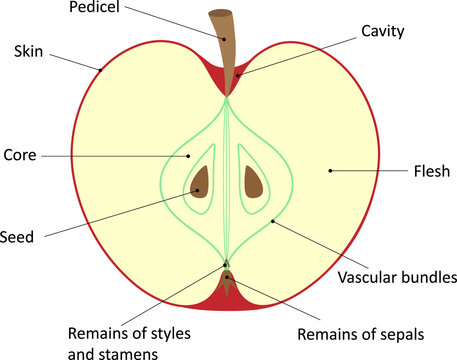 Vegetable Diagram Bilder Durchsuchen 4 693 Archivfotos Vegetable Diagram Bilder Durchsuchen 4 693 Archivfotos