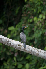 Neotropic Cormorant, Phalacrocorax brasilianus, Ecuador