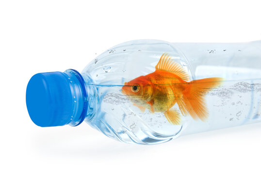 Close up of bottle with drinking water and swiming there gold fish isolated on white