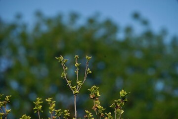 flowers in the field