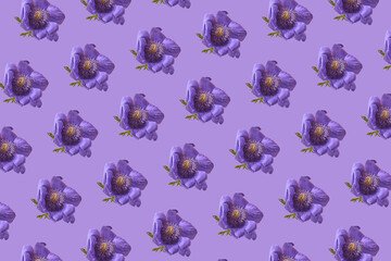 Minimal pattern with purple hellebore flower.