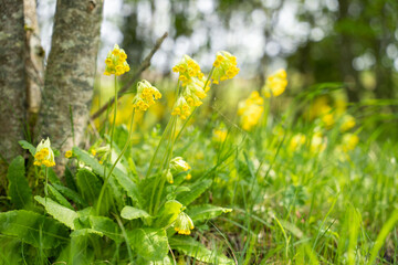 Cowslip, Primula veris, Primula officinalis, Primulaceae. Selective focus. Wallpaper.