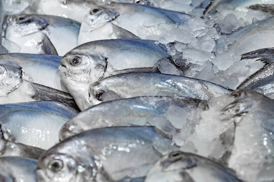 White Pomfret fish, Pompano Bawal, chilled on ice, selective focus