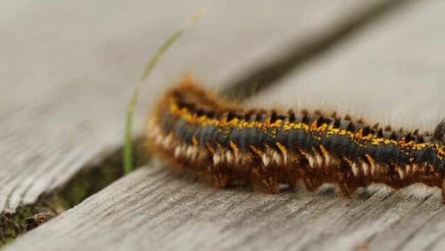 Trinkerin, Raupe der Grasglucke (Euthrix potatoria)
