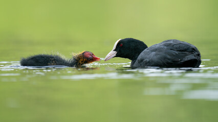 Coot chicks (Fulica)