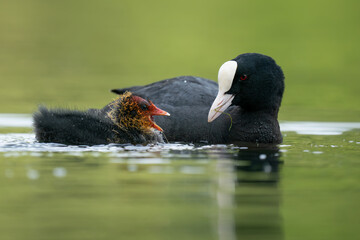Coot chicks (Fulica)