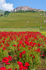 Obraz premium Castelluccio di Norcia visto dalla piana con papaveri e fiori di lenticchie in primo piano