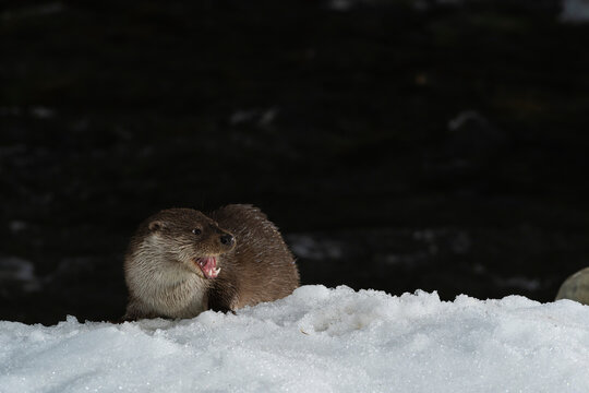Otter On The Snowy Bank Of A River  