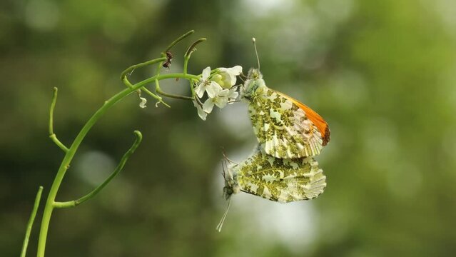 Paarung des Aurorafalters (Anthocharis cardamines) an Knoblauchsrauke (Alliaria petiolata) mit Ei