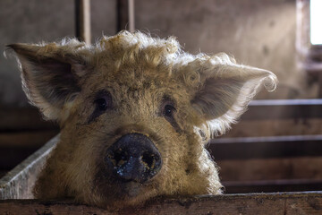 Close-up of the muzzle of a mangalica pig. The Hungarian Downy Mangalitsa belongs to the rare even-toed and exotic breeds of pigs. curly pig - obrazy, fototapety, plakaty