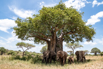 Family of elephants walk away from a Baobab Tree - Tarangire National Park Tanzania