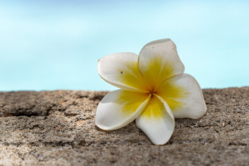 Fototapeta na wymiar Pretty yellow and white plumeria red frangipani tropical flower, sitting on a ledge by the ocean