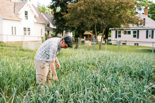 Urban Farmer pulling organic hardneck garlic scapes in backyard garden