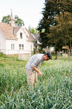 Urban Farmer pulling organic hardneck garlic scapes in backyard garden