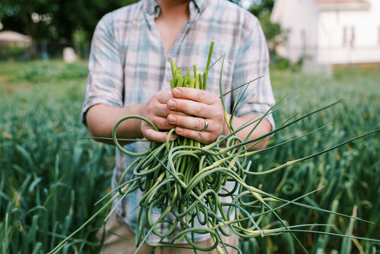 Urban Farmer pulling organic hardneck garlic scapes in backyard garden