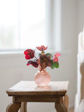 Hellebores flowers in a pink glass vase