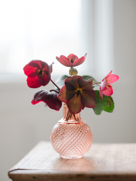Hellebores flowers in a pink glass vase