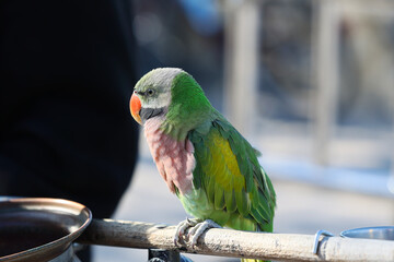 Papuga kolorowa zielona z pomarańczowym dziobem. © FotoDax