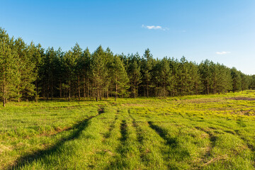 View of the edge of a young dense pine forest, uneven hilly field with green grass. Spring...