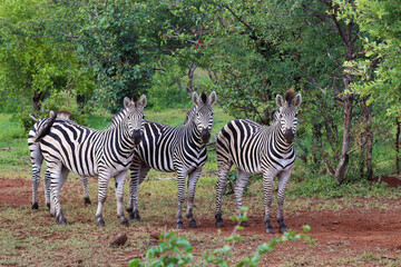 Fototapeta na wymiar Three wild beautiful zebras in the bushes after the rain in Africa