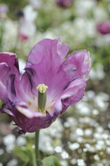 Radiant Symphony: A Burst of Colorful Flowers