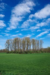 Baumgruppe in einer ländlichen Umgebung mit blauem Himmel