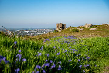 Carn Brea Castle Bluebells