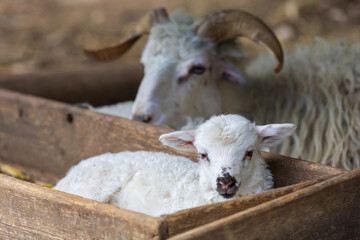 Wallachian sheeps - a breed of white furry sheep from Wallachia in the Czech Republic in Europe. The sheep lie in the corral.