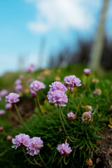 Sea Pinks