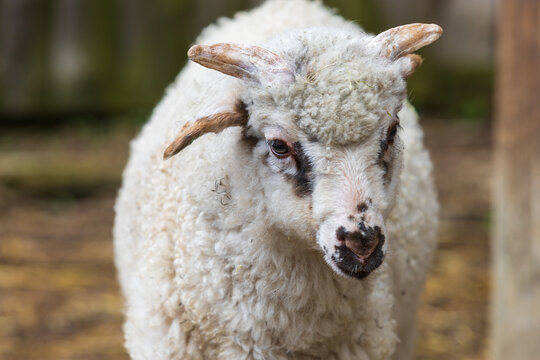 Wallachian sheeps - a breed of white furry sheep from Wallachia in the Czech Republic in Europe. The sheep lie in the corral.
