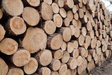 Holz Stapel im Wald nach Rodungsarbeiten