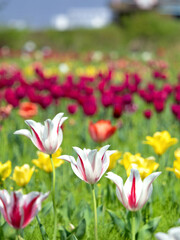 満開のチューリップ畑