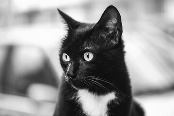 Beautiful tuxedo cat is looking something in a garden, close up, outdoor photography, black and...