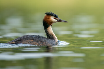 Great crested (grebePodiceps cristatus)