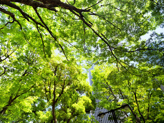 新緑の新宿高層ビル街　東京都