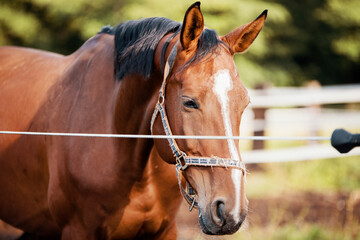 Obraz premium Sleek Brown Racehorse