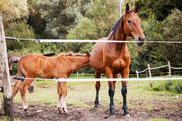 Fototapeta premium Mare with Foal in an Equestrian Arena Enclosure