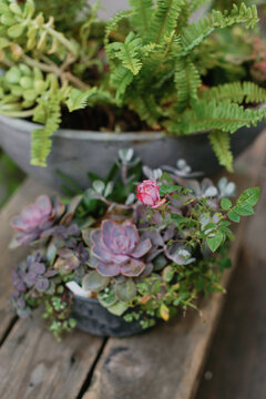 Succulents in a Container
