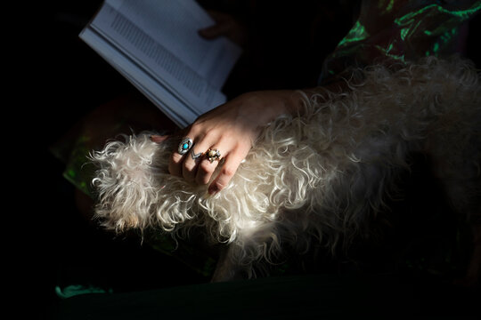 White dog pet by hand with jewelry and tattoos