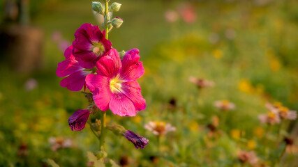 Beautiful hollyhock flowers fully bloomed in the garden with green yellow and flowers bokeh at background. Selective focus.