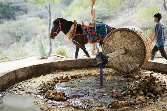 mezcal process