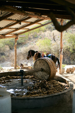 mezcal factory