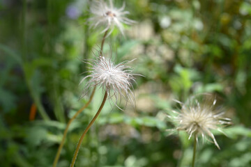 プルサティラ・ブルガリスの種子
